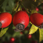 rosa canina