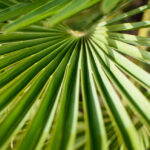 palma sabałowa