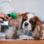 suchy szampon dla psów