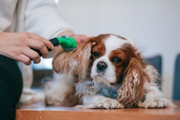 Suchy szampon dla psów – co warto o nim wiedzieć?