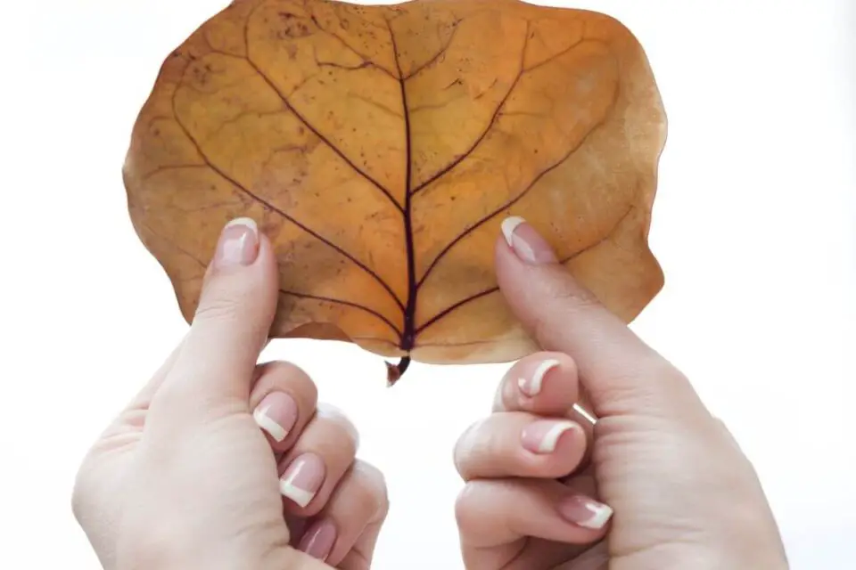 wzory paznokci jesienny liść